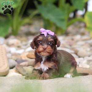 Bon Bon, Yorkie Poo Puppy